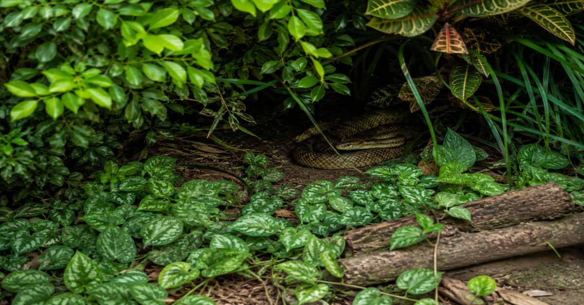 Plants-and-places-where-snakes-often-hide