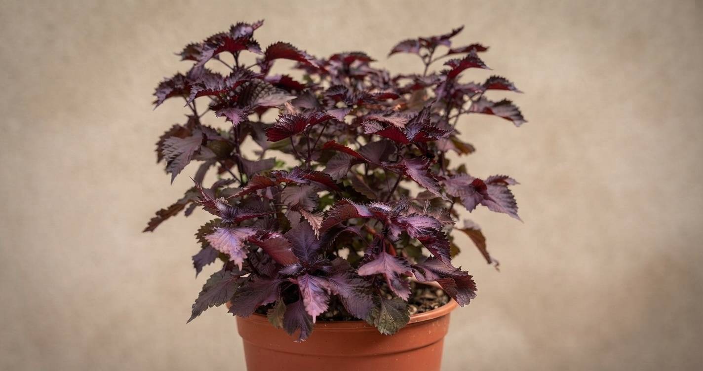 Shiso