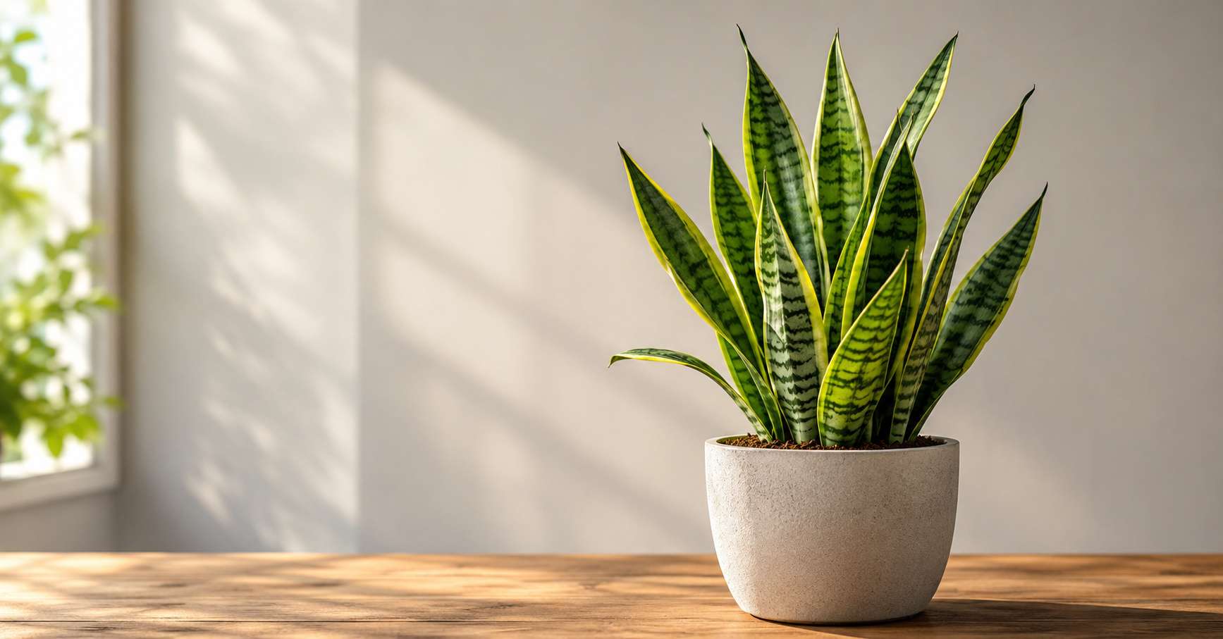 Snake Plant