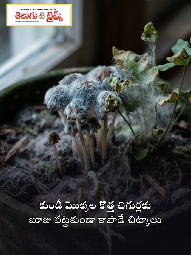 కుండీ మొక్కల కొత్త చిగుర్లకు బూజు పట్టకుండా కాపాడే చిట్కాలు