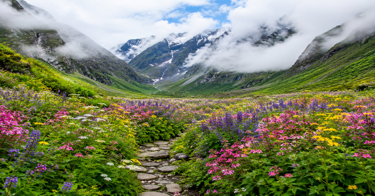 valley-of-Flowers-–-A-World-of-Colorful-Flowers