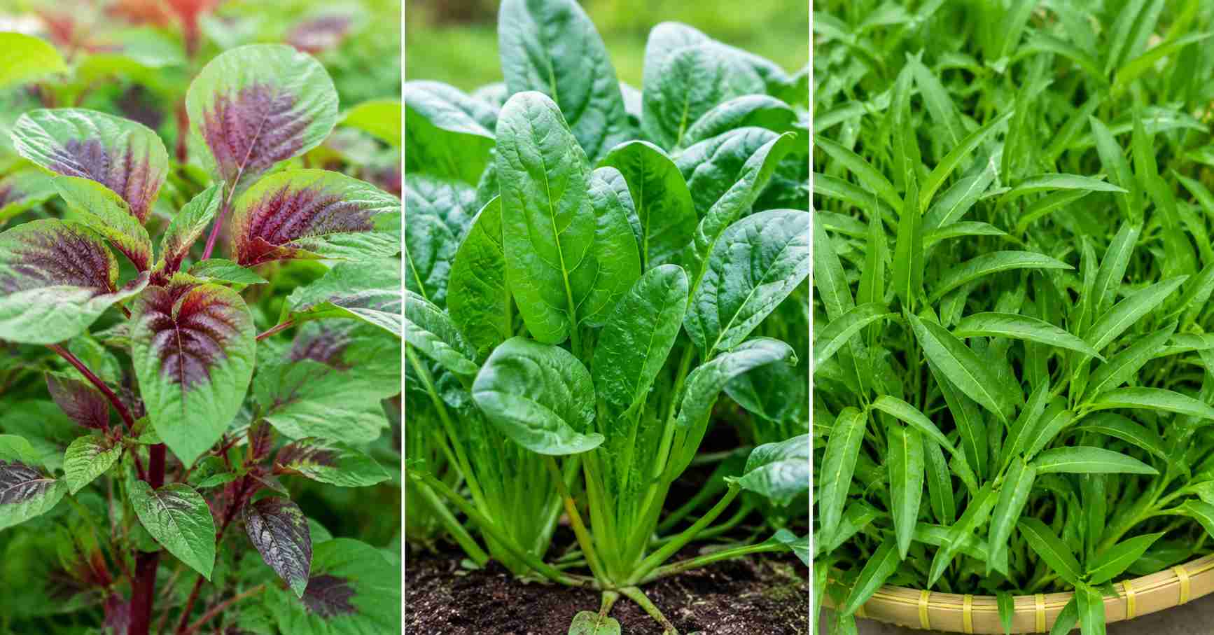 Vegetable cultivation
