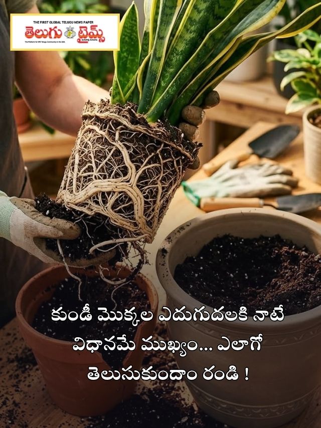 కుండీ మొక్కల ఎదుగుదలకి నాటే విధానమే ముఖ్యం… ఎలాగో తెలుసుకుందాం రండి !