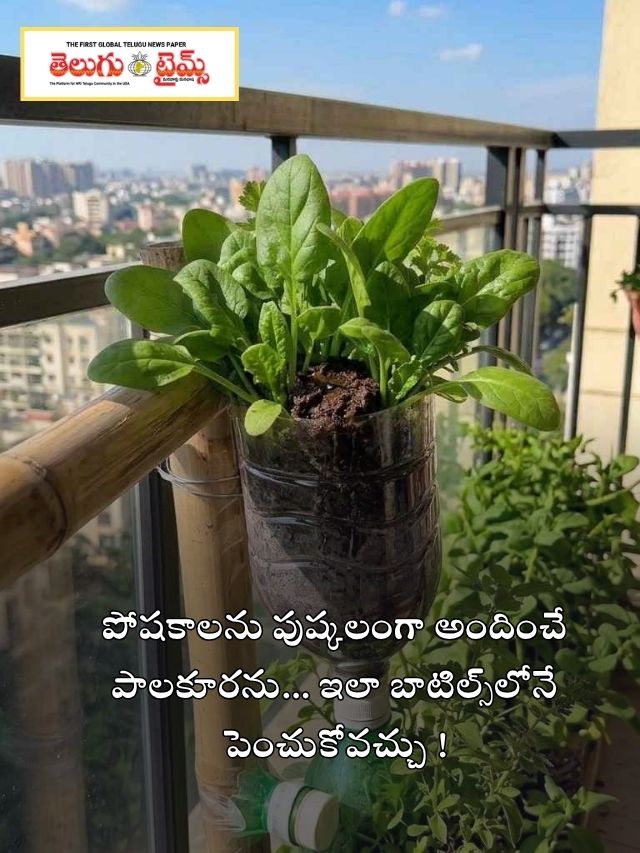 పోషకాలను పుష్కలంగా అందించే పాలకూరను… ఇలా బాటిల్స్‌లోనే పెంచుకోవచ్చు !