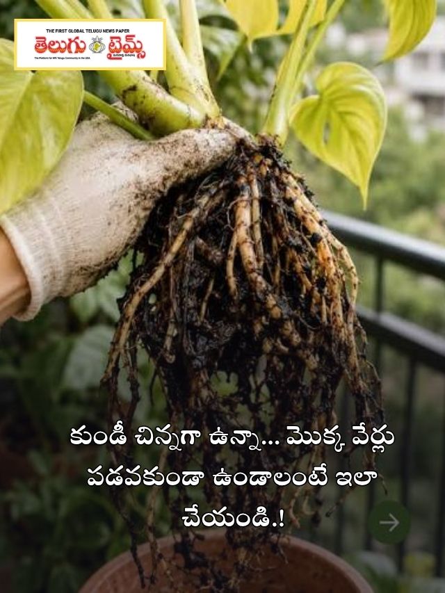 కుండీ చిన్నగా ఉన్నా… మొక్క వేర్లు పడవకుండా ఉండాలంటే ఇలా చేయండి.!