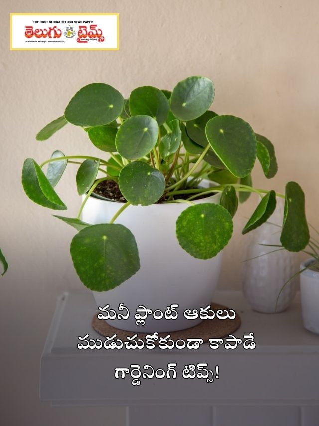 మనీ ప్లాంట్ ఆకులు ముడుచుకోకుండా కాపాడే గార్డెనింగ్ టిప్స్!