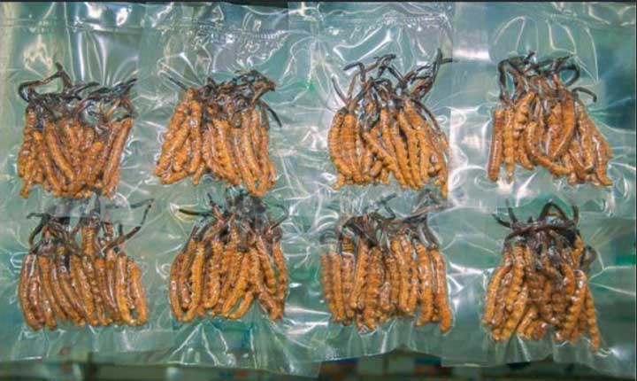 నేపాల్ గోల్డ్ .. యార్స గూంబా..! Yarsagumba The Himalayan Gold Driving Nepals Seasonal Economy