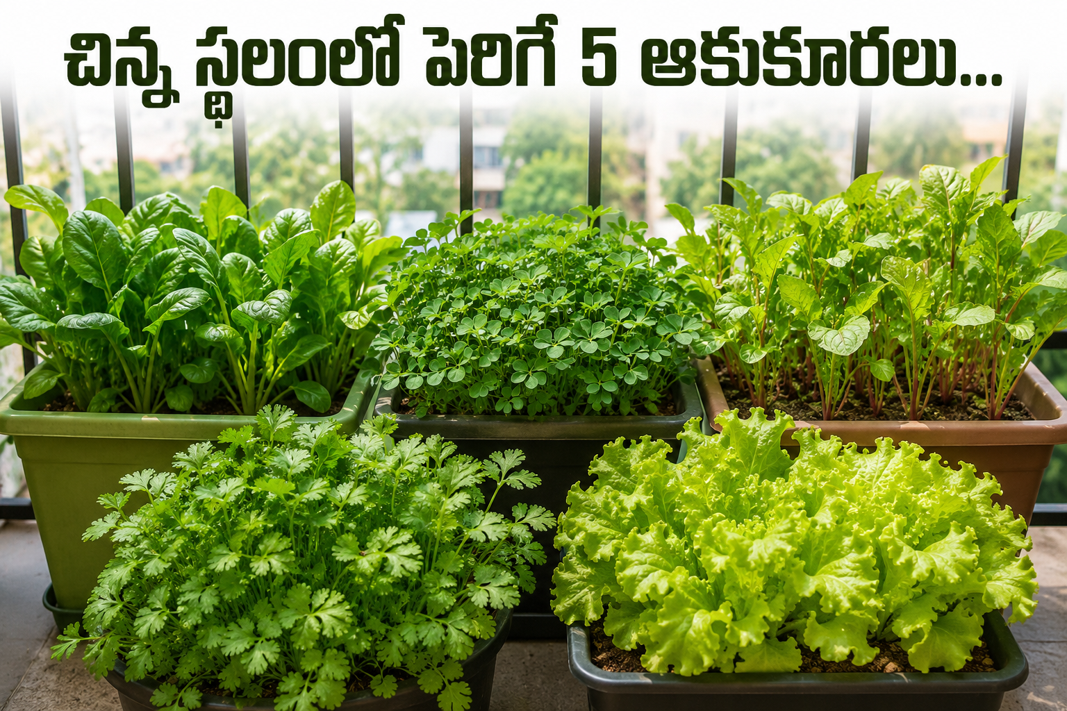5 Leafy Greens That Grow In Small Spaces