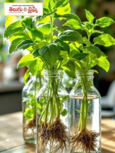 No need for pots or soil