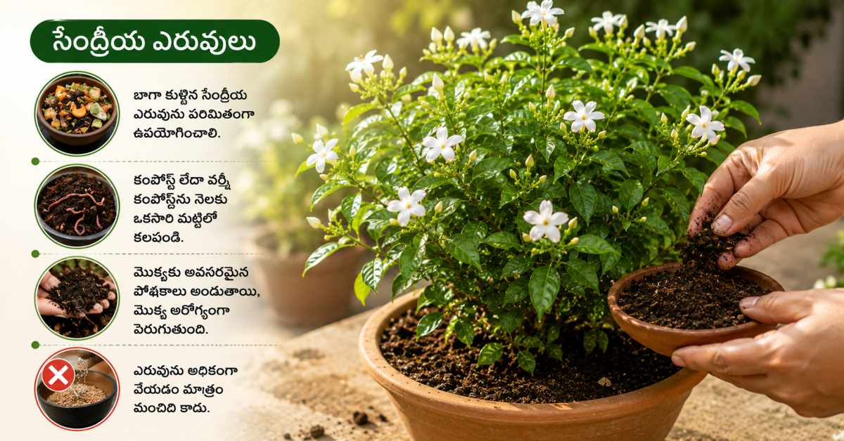 Organic fertilizers