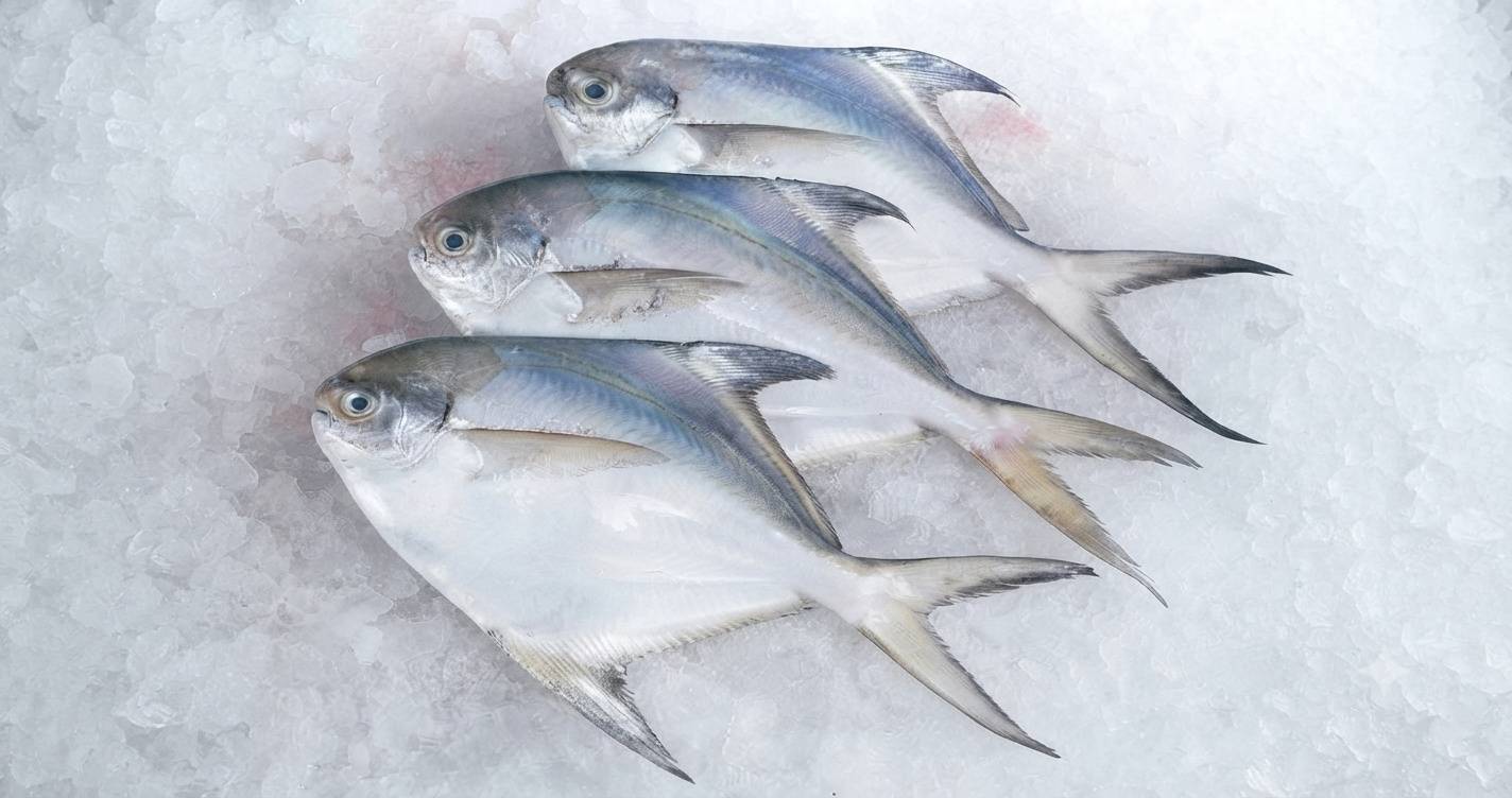 Pomfret fish