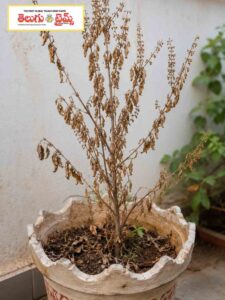 Tulasi plant suddenly dry up