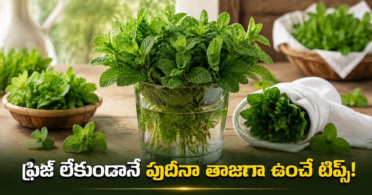 Follow These Tips To Keep Mint Fresh Without A Fridge