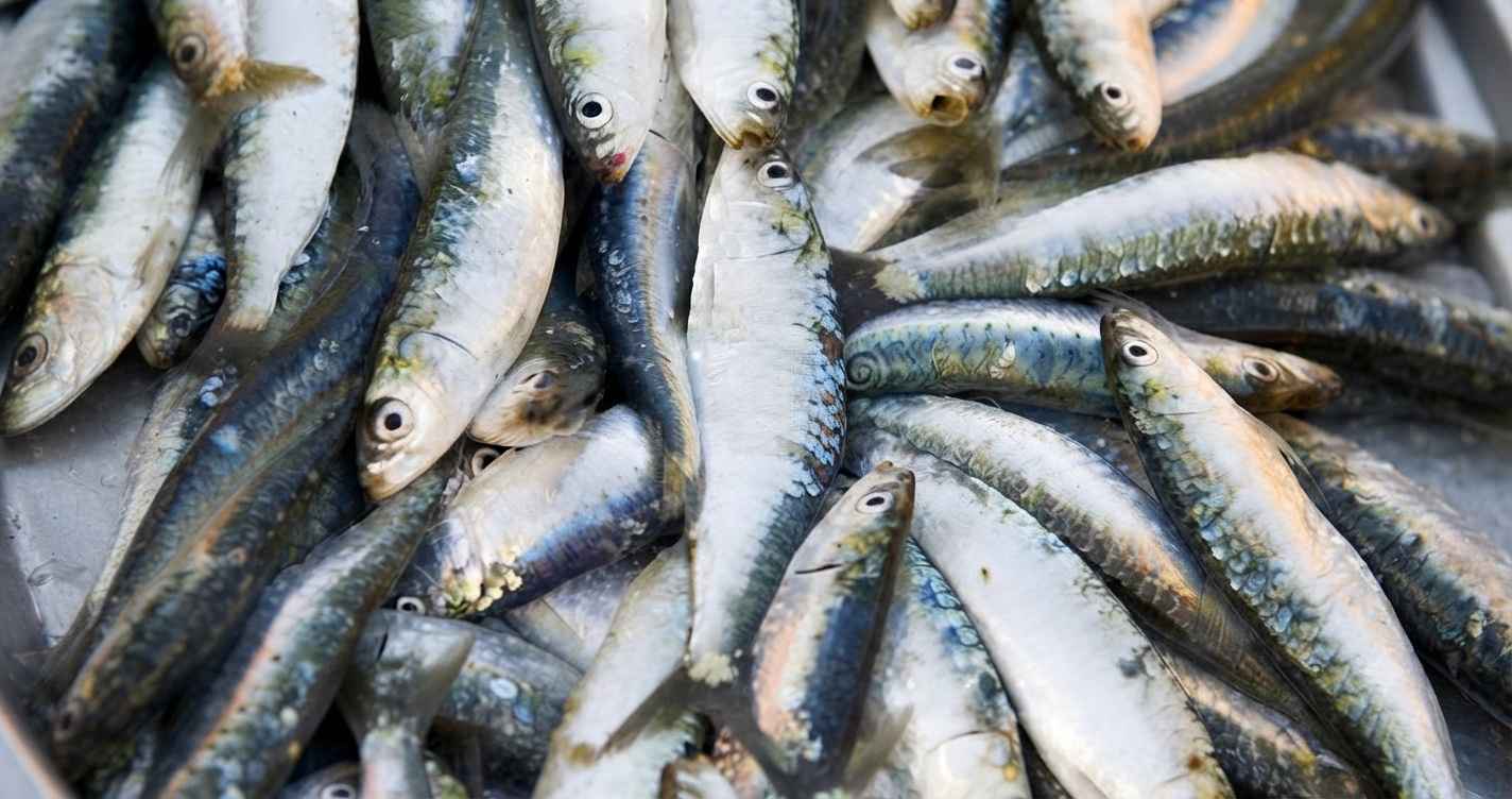 sardines fish