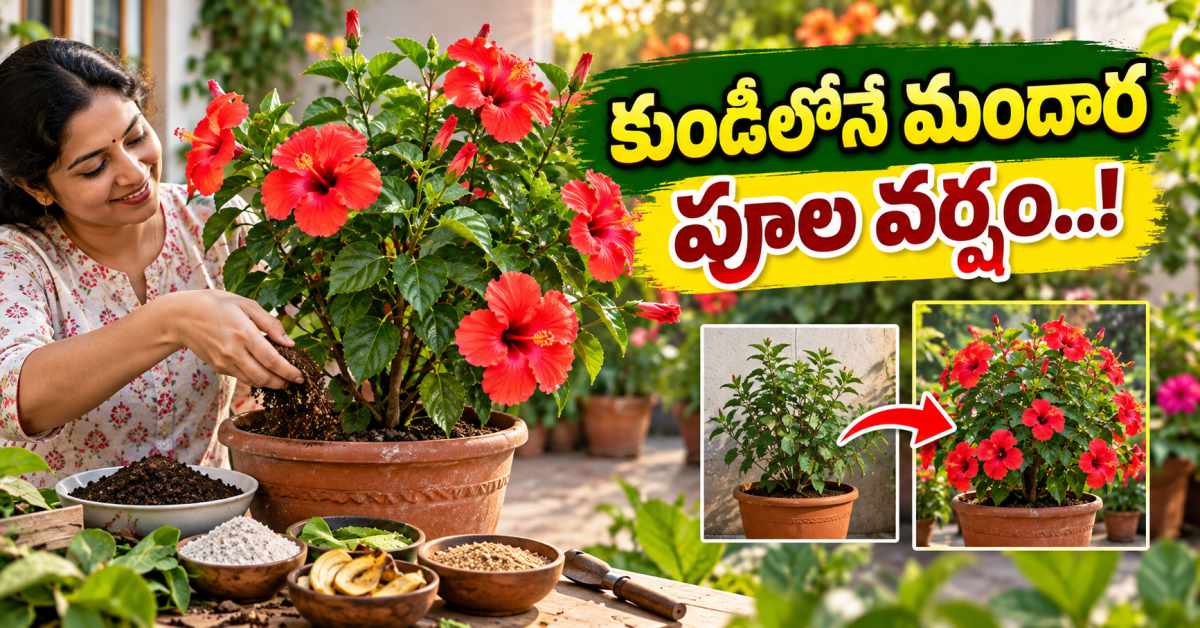 కుండీలో మందార మొక్కకు పూలు పూయడం లేదా? ఈ ఎరువులతో పూత వర్షం కురిపించండి! Is Your Potted Hibiscus Plant Not Blooming Make It Rain Flowers With These Fertilizers