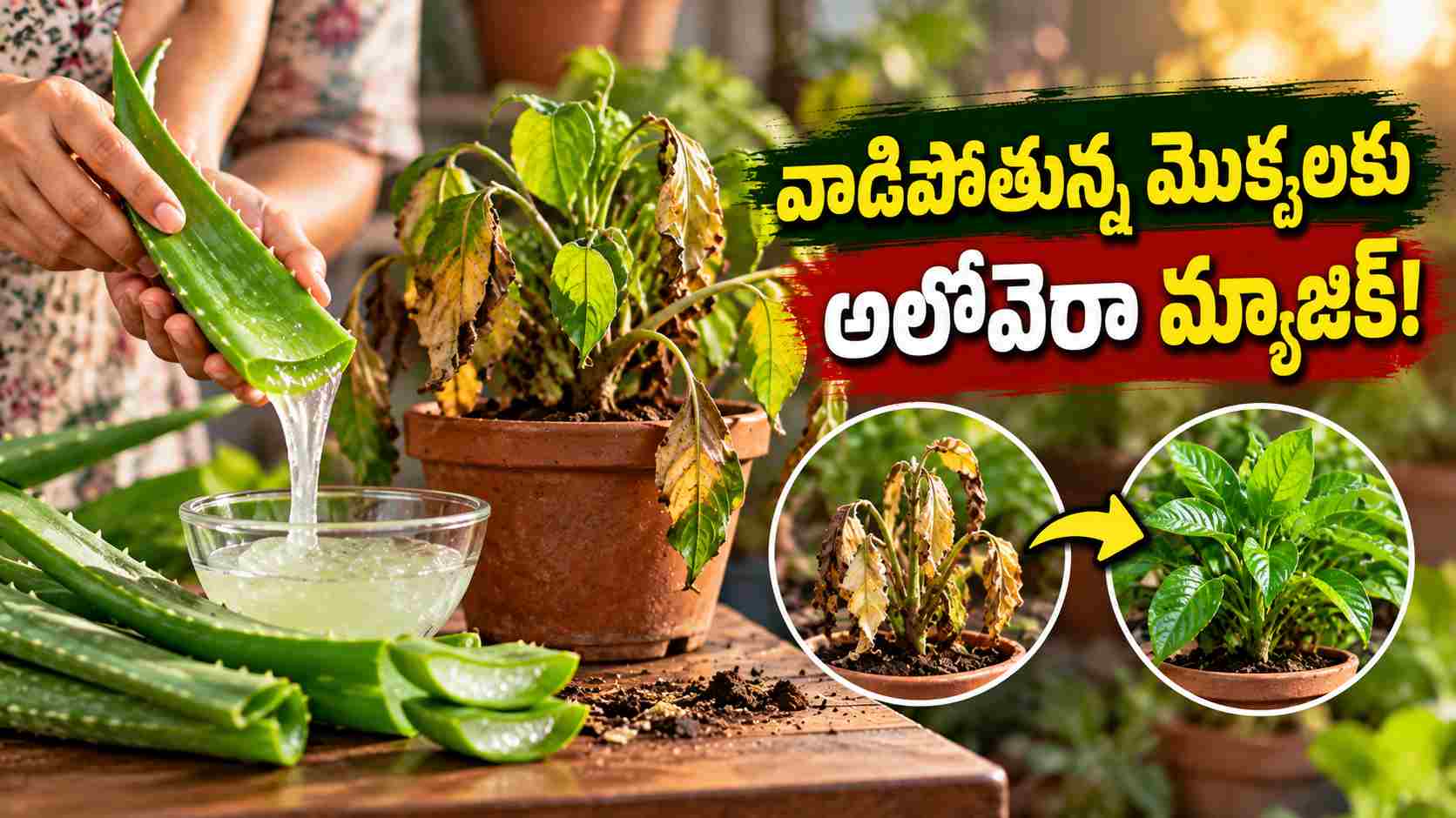 వాడిపోతున్న మొక్కలకు అలోవెరా మ్యాజిక్.. ఇలా ఉపయోగించి చూడండి! Aloe Vera Magic For Wilting Plants Try Using It This Way