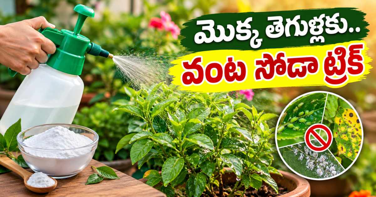ఫంగస్తో మొక్కల పెరుగుదల దెబ్బతింటుందా? వంట సోడాతో ఇలా చేయండి Does Fungus Affect Plant Growth Try This Baking Soda Trick