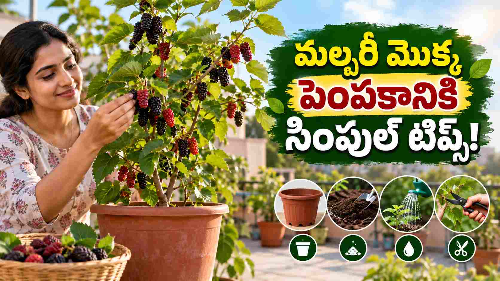 టెర్రస్పై మల్బరీ మొక్క పెంచుతున్నారా.. పండ్లు రావాలంటే ఈ టిప్స్ పాటించండి! Growing A Mulberry Plant On Your Terrace Follow These Tips To Get Fruits