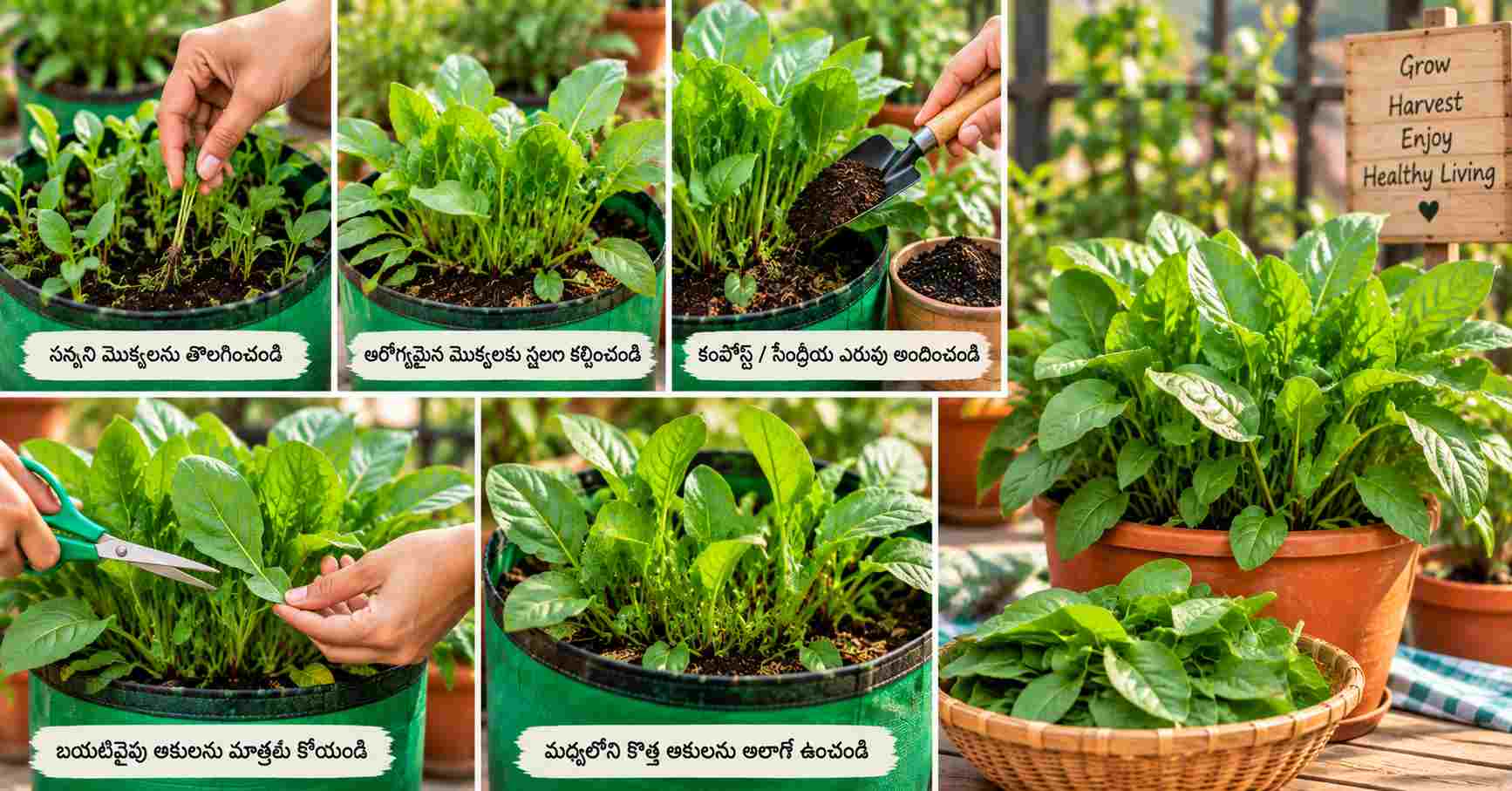 Plant Care & Leaf Harvesting