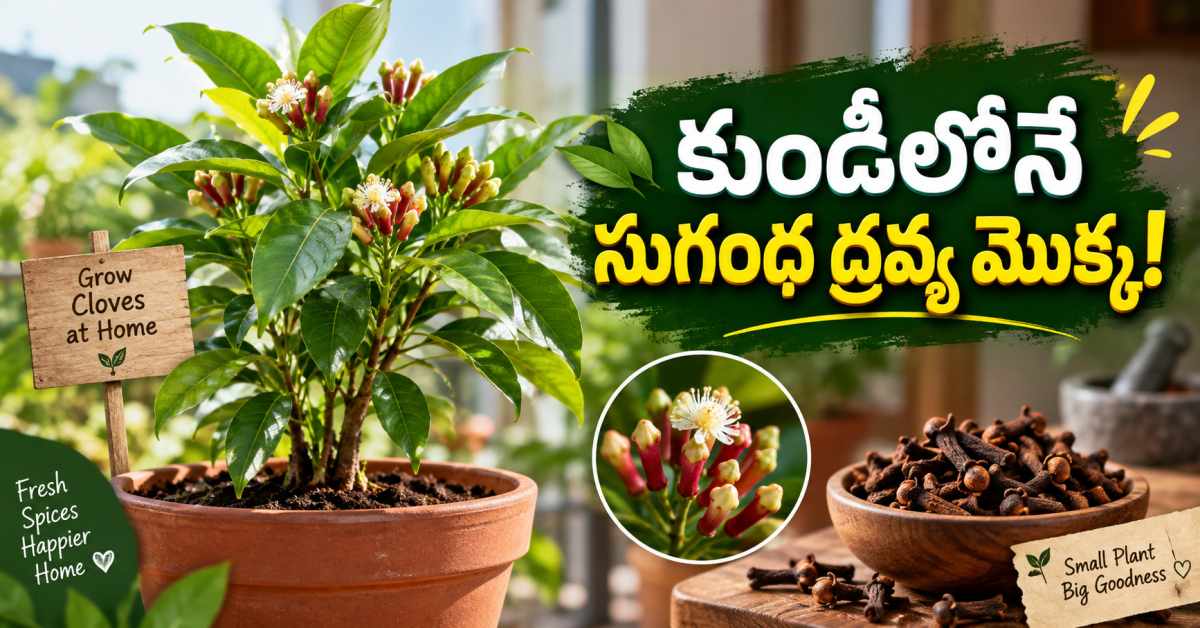 Clove Plant In A Pot It Will Grow Beautifully If You Do This