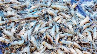 ఆక్వా రంగం పై అమెరికా మరో పిడుగు Aquafied Imposing By Us Heavy Tariffs