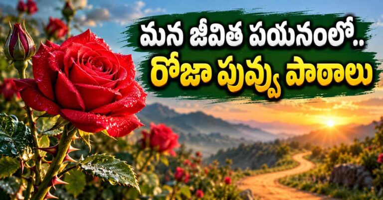 ముళ్లు, పరిమళం, అందం.. మన జీవిత పయనాన్ని చూపించే రోజా పువ్వు