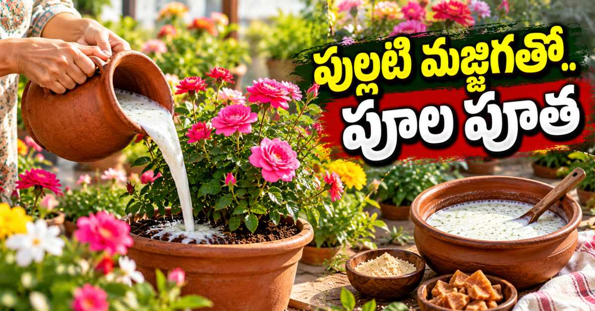 పూల మొక్కలకు పూత రావడం లేదా..? ఇంట్లో పుల్లటి మజ్జిగతో ఇలా చేయండి Are Your Flowering Plants Not Blooming Try This Sour Buttermilk Trick At Home