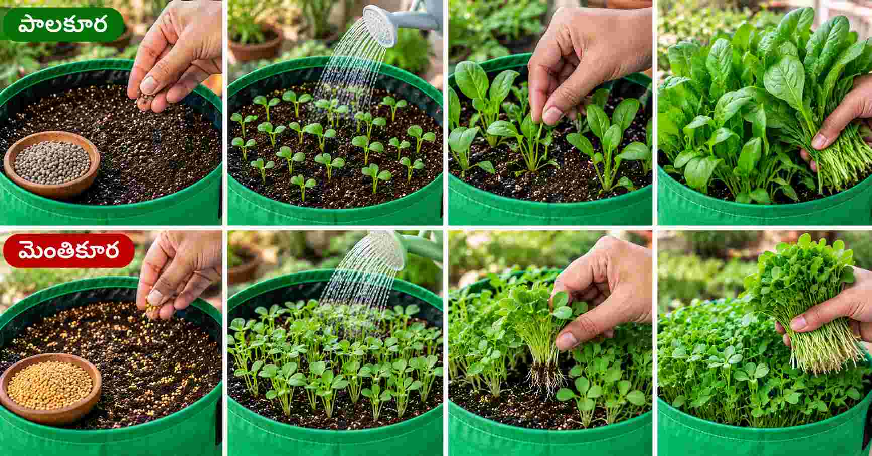 Spinach & Fenugreek Growing