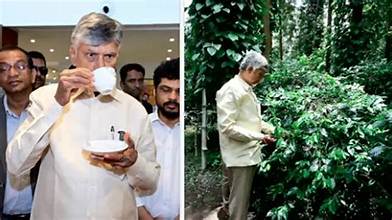 అరకు కాఫీకి అంతర్జాతీయ గుర్తింపు తెస్తాం : సీఎం చంద్రబాబు Chandrababu Said That Araku Coffee Tasteis Amazing