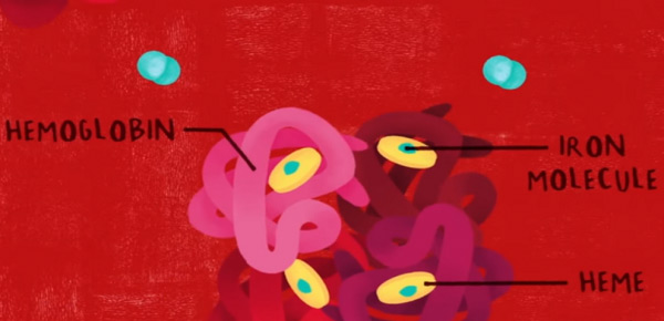 రక్త మార్పిడికి కృతిమ రక్తం!