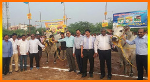 ఎడ్ల బలప్రదర్శన పోటీలను చూసిన తానా సభ్యులు