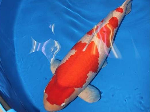 ఈ చేప ధర 13 కోట్లు