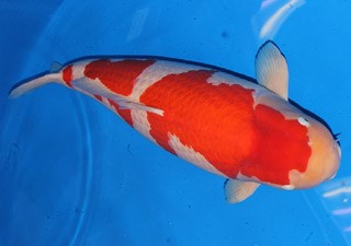 ఈ చేప ఖరీదు 12.6 కోట్లు!