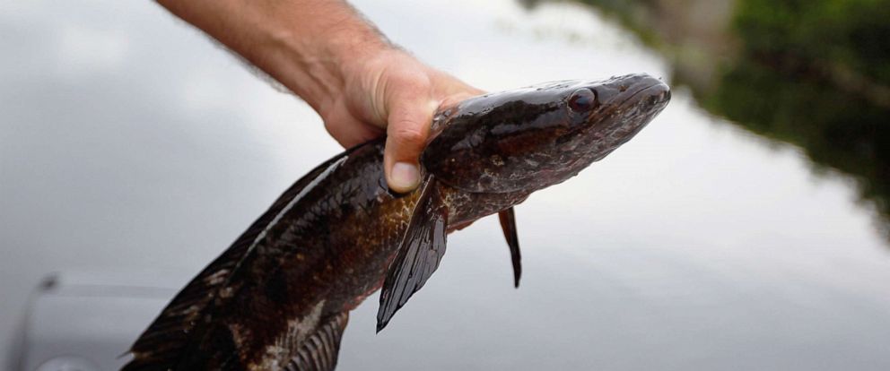 చేపతో అమెరికా ఆందోళన