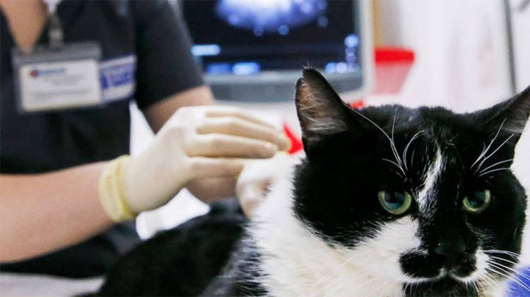 పెంపుడు పిల్లులకు కరోనా పాజిటివ్‍