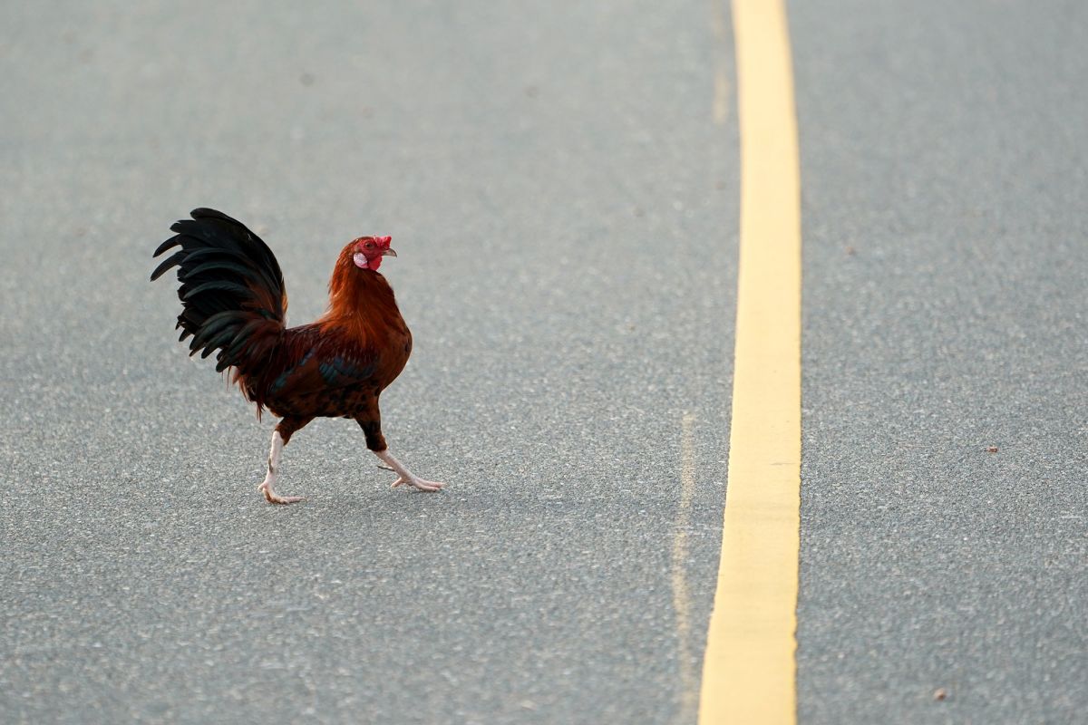 అమెరికాలో వింత సంఘటన…