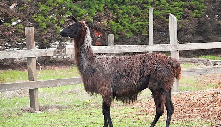 కరోనా చికిత్సకు ఇలామా ప్రతిరోధకాలు! కరోనా చికిత్సకు ఇలామా ప్రతిరోధకాలు!