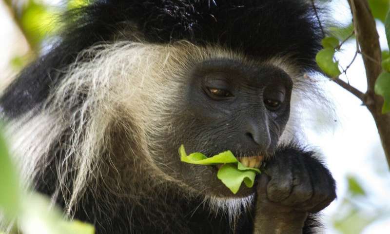 భౌతికదూరం పాటించడంలో కొండముచ్చులు బెస్ట్!