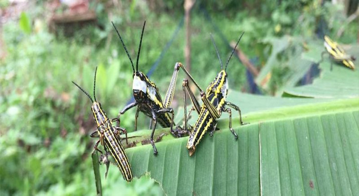 దక్షిణాదిలోనూ..మిడతల దండు…యాత్ర…