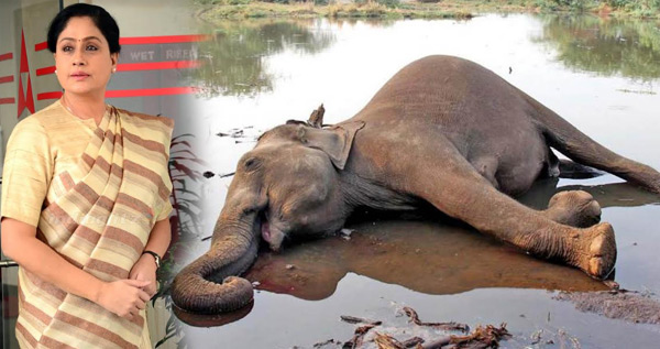 హేయ్ మనిషి! నీ వికృత చేష్టలు మానుకో… !