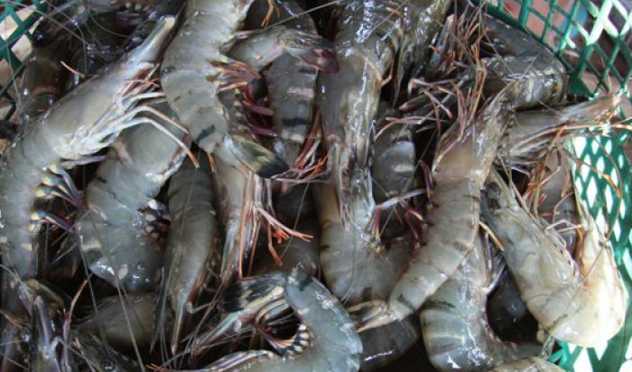 భీమవరంలో ఆక్వా యూనివర్సిటీ భీమవరంలో ఆక్వా యూనివర్సిటీ