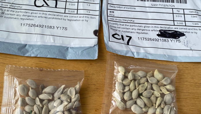 అమెరికాలో విత్తన ప్యాకెట్ల కలకలం