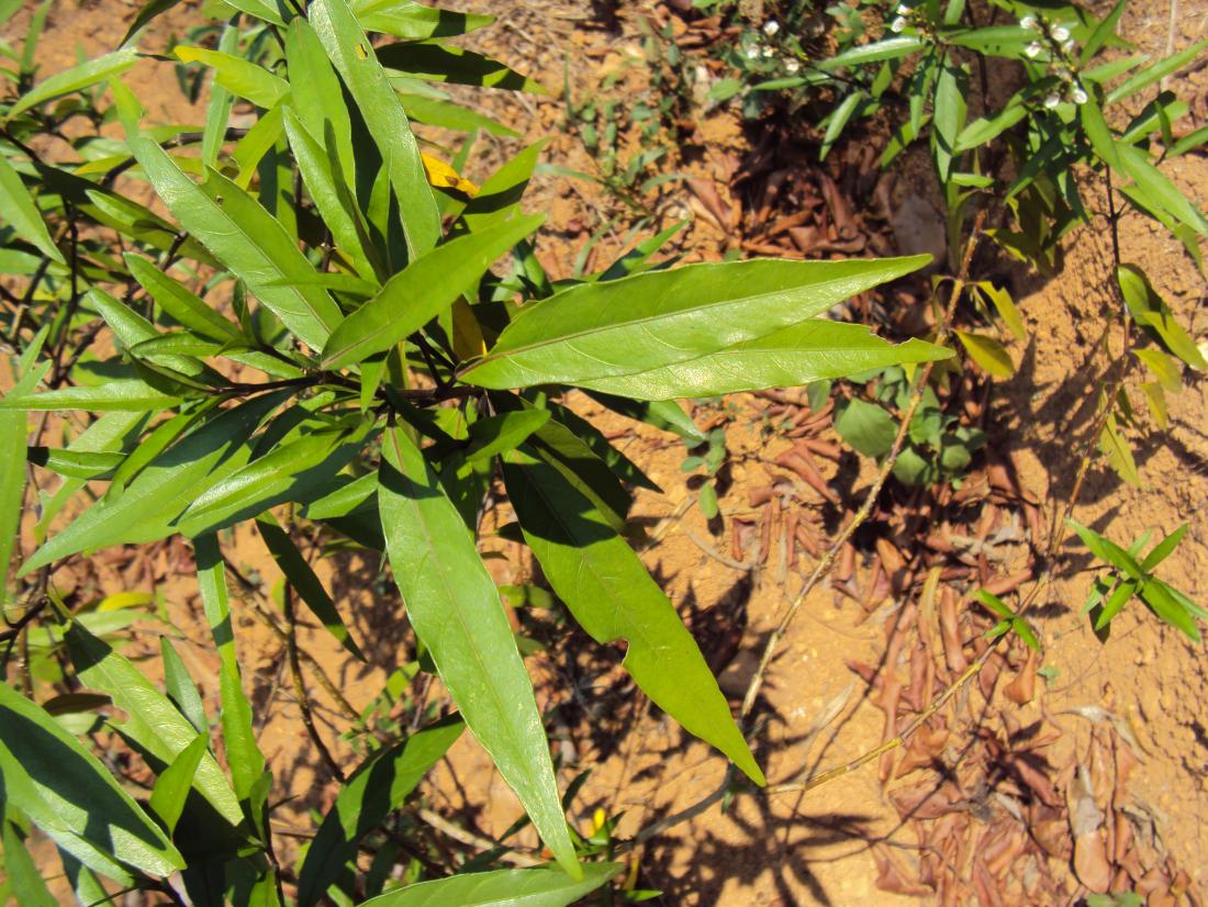 ఔషధ మొక్కలో హెచ్ఐవీ మందు!