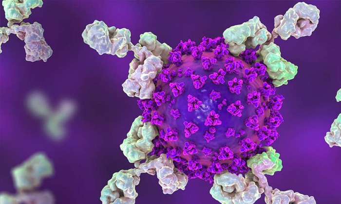 కొవిడ్ ను అడ్డుకునే యాంటీబాడీ కొవిడ్ ను అడ్డుకునే యాంటీబాడీ