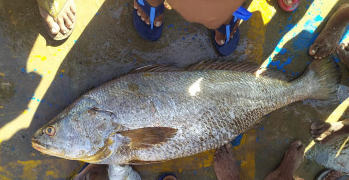 రూ.1.70 లక్షల చేప