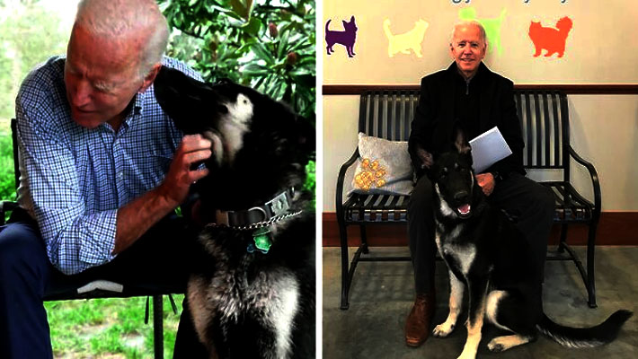 పెంపుడు శునకంతో ఆడుకుంటూ.. గాయపడ్డ జో బైడెన్ పెంపుడు శునకంతో ఆడుకుంటూ.. గాయపడ్డ జో బైడెన్