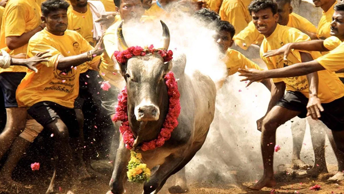 15 నుంచి జల్లికట్టు…