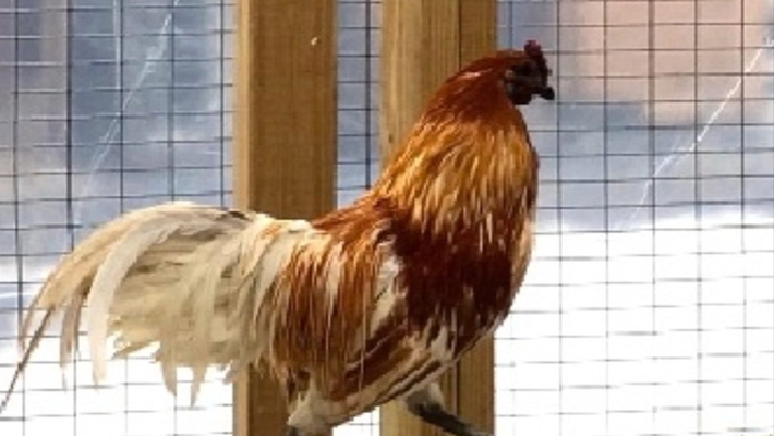 జగిత్యాల లో వింత ఘటన… కోడిపై కేసు