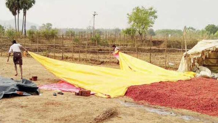 అకాల వర్షం… రైతు స్థైర్యాన్ని దెబ్బతీసింది