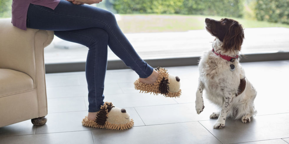 పెంపుడు జంతువులతో మాట్లాడొచ్చు!